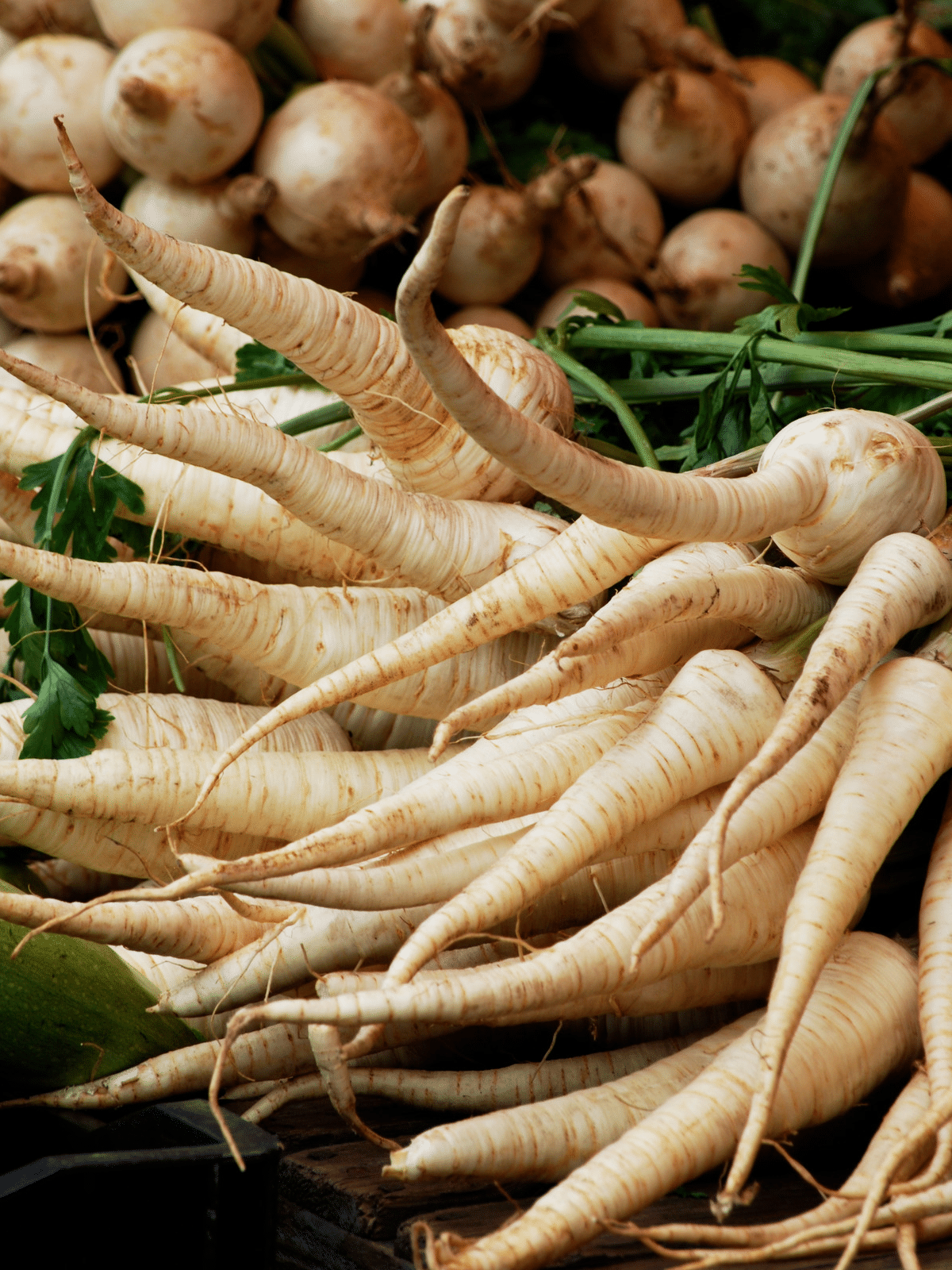 pile of white parsnips, shaped like carrots